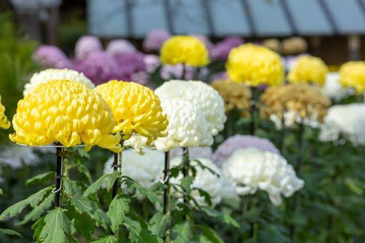 Chrysanthemum Flower Viewing: The Month of Kiku-mi
