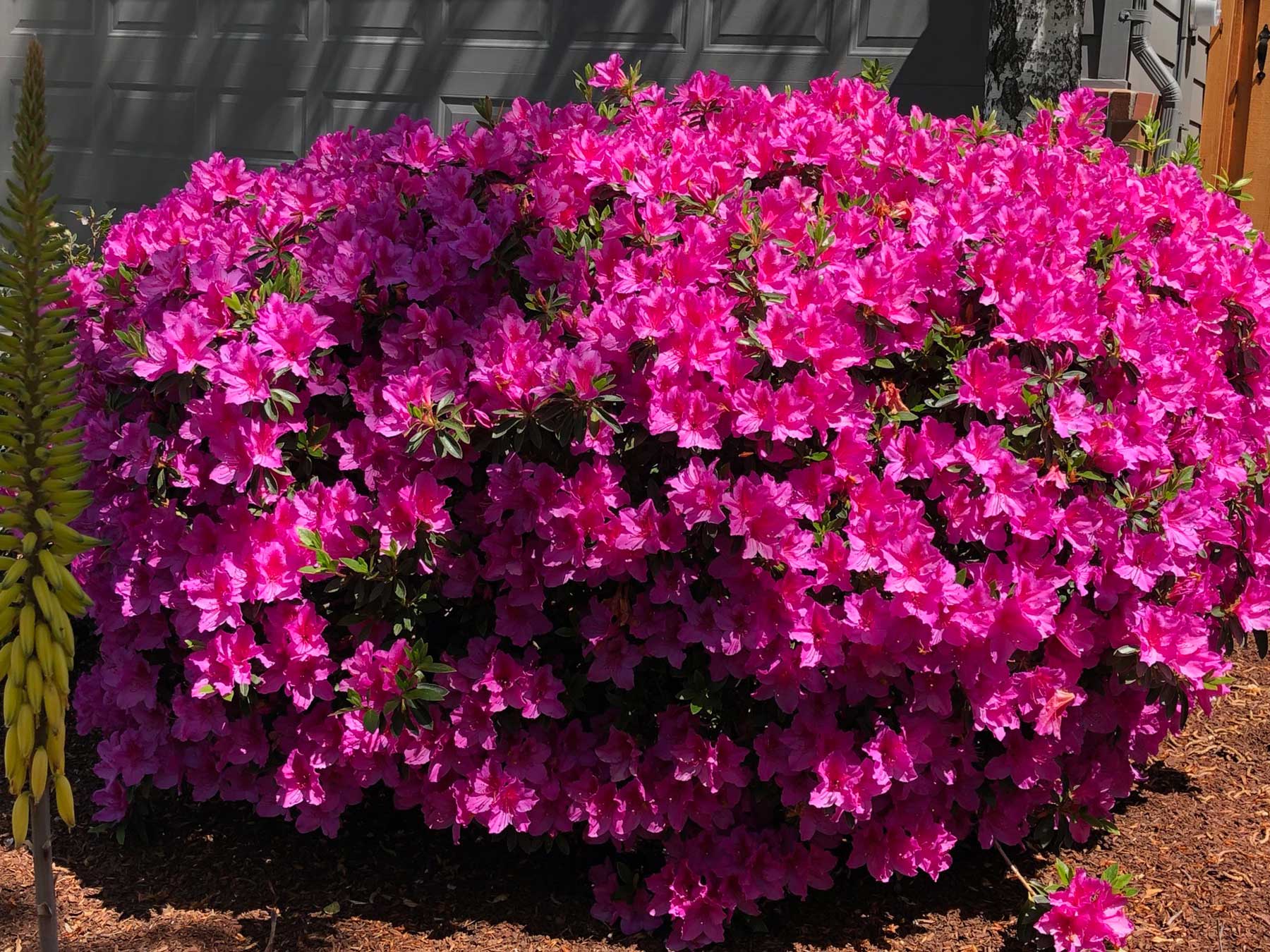 Experiencing May in Japan