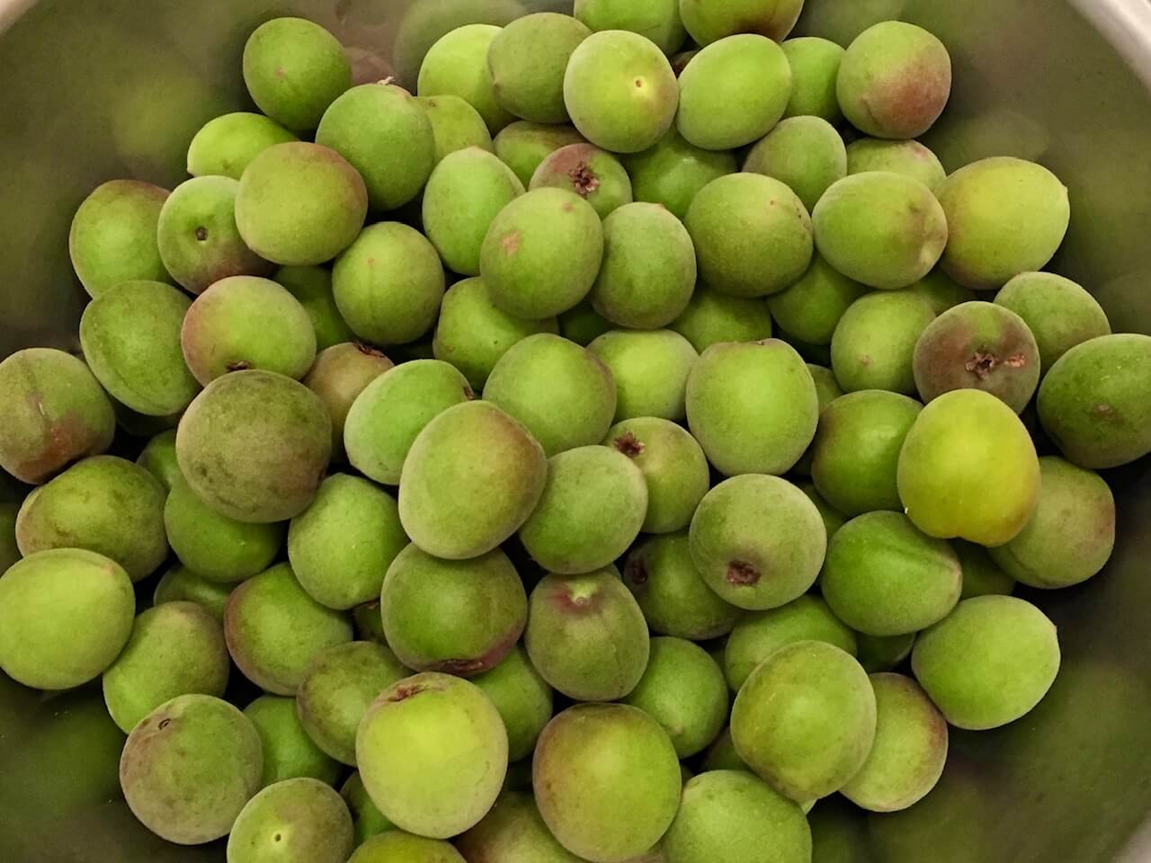 The Japanese Ume Plum