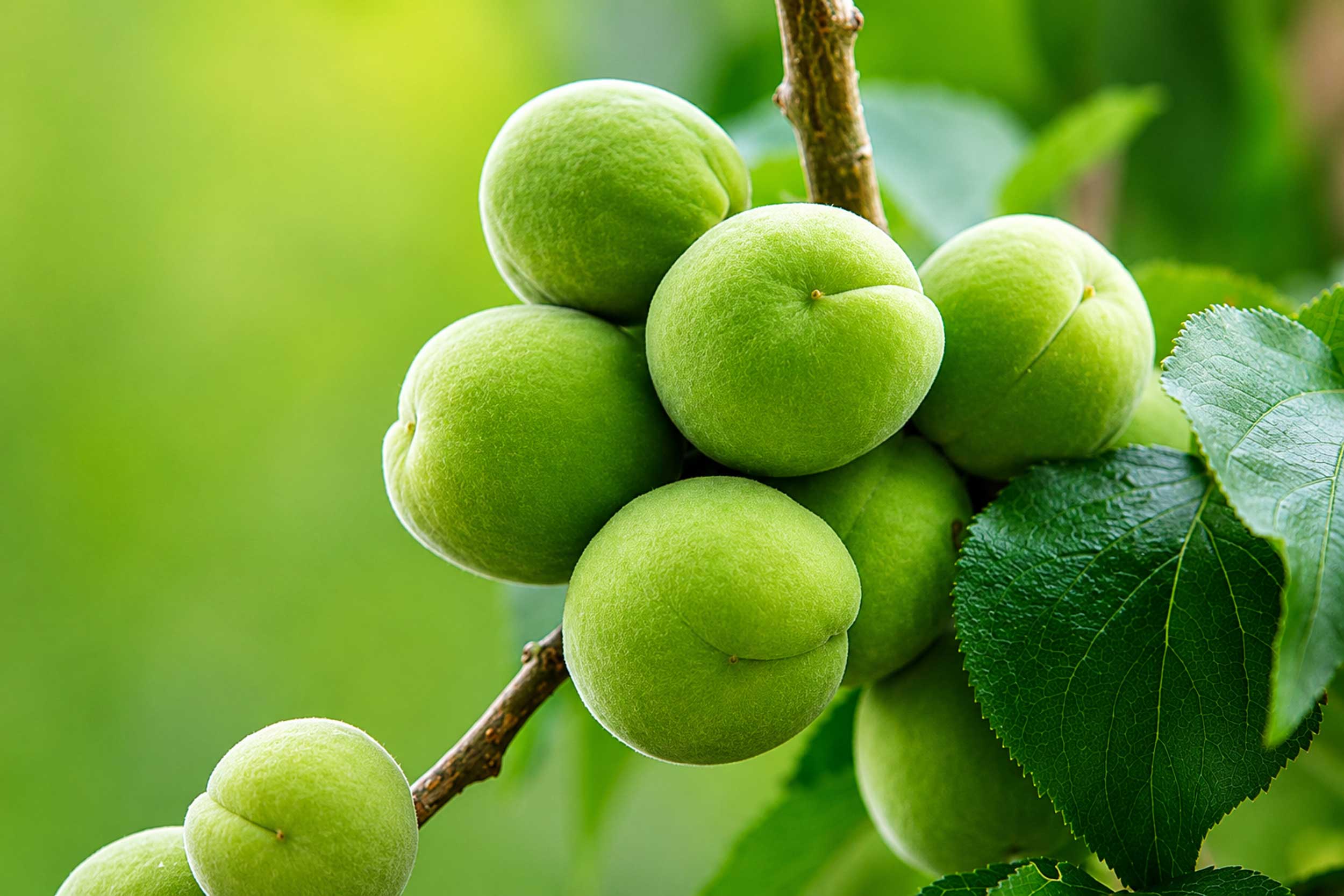 June, The Month of the Ume